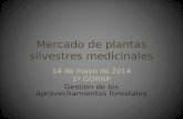 Mercado de plantas silvestres medicinales