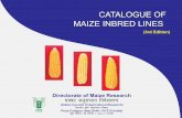 Catalogue Of Maize Inbred Lines, DMR