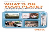 Executive Summary: What's on Your Plate?