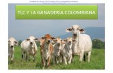 TLC Y GANADERIA COLOMBIANA