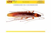 Variedad de Cucaracha