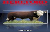 Hereford Bulls for sale - Denmark 2012