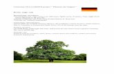 Trees and bushes- Angermunde