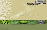 Christchurch Waterway Ferns | FernFactor.co.nz