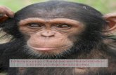 Projectinformatie Tchimpounga Chimpanzee Rehabilitation