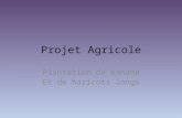 Projet agricole