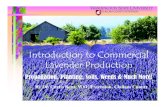Lavender growing Introduction