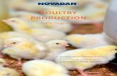 Poultry production - Safe hygiene from Novadan GB