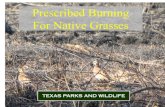 Greg Pleasant - Prescribed Burning to Restore and Manage Native Grasses