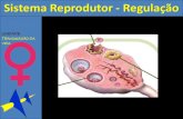7c sistema reprodutor feminino regulação