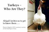 Turkeys – Who Are They?