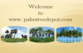 Palm Tree Depot Delivers Sabal Palms South Carolina