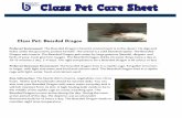 Bearded dragon pet care sheet
