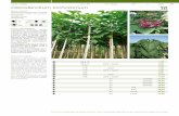 3_Listino piante: da Clerodendro a Crocosmia Red King