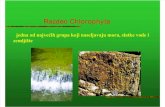 10. BAG-alge-Chlorophyta_2009_10[1]
