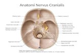Anatomi Sk 2 Neuro