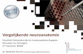 HC Vergelijkende Neuroanatomie.pdf