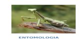 Entomologia manual