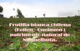 Frutilla Blanca Chilena