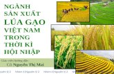 Lúa Gạo Việt Nam Hội Nhập
