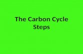 The Carbon Cycle Steps