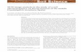 SEM Image Analysis in the Study of a Soil