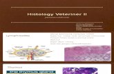 Histologi II.pptx