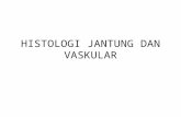 Histologi Jantung Dan Vaskular