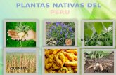 PLANTAS NATIVAS (1)