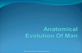 Anatomical Evolution of Man