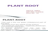 Plant Root 4
