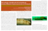 Identificacion Familias Termitas Blattaria Isoptera El Salvador
