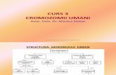 Cromozomii Umani