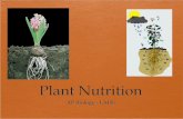 Nutrients  Essential: required for the plant life cycle  Macro- (large amounts) carbon, oxygen, hydrogen, nitrogen, sulfur, phosphorus, potassium, calcium,