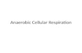 Anaerobic Cellular Respiration. Aerobic… What? We have reviewed aerobic respiration This is the process of taking molecules of glucose and breaking them.