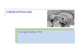 DIENCEPHALON Georgia Bishop PhD. OBJECTIVES Describe the Anatomical Organization and Vascular Supply of the Diencephalon 1. Define the borders of the.