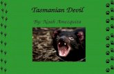 Tasmanian Devil By: Noah Amezquita. Description A Tasmanian Devil is a mammal with black fur. Some of them have white markings on their necks and shoulders.