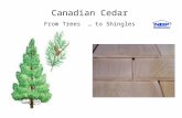 By Barry James Canadian Cedar From Trees … to Shingles.