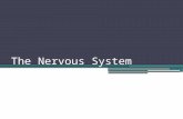 The Nervous System. 1-20-15 We have studied 7 body systems so far. Write each one and its main function. Skeletal Muscular Integumentary Digestive Circulatory.