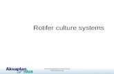 Live food aquaculture training course  Rotifer culture systems.