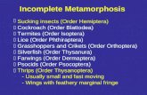 Sucking insects (Order Hemiptera)  Cockroach (Order Blattodea)  Termites (Order Isoptera)  Lice (Order Phthiraptera)  Grasshoppers and Crikets (Order.