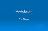 Vertebrata The Fishes. Superclass Agnatha Jawless Fishes.