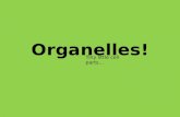 Organelles! Tiny little cell parts…. Plasma/Cell membrane Location = surrounds cell Function = protection & selective permeable (lets certain items.