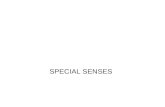 SPECIAL SENSES. Special Senses Vision Hearing and balance.