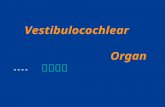 Vestibulocochlear Organ ---- 前庭蜗器. The Vestibulocochlear Organ 前庭蜗器 Parts: external ear 外耳 middle ear 中耳 internal ear 内耳： Conduct the sound wave 。 Contains.