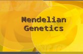 1 Mendelian Genetics copyright cmassengale 2 Genetic Terminology  Trait - any characteristic that can be passed from parent to offspring  Heredity.