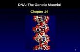 1 DNA: The Genetic Material Chapter 14. 2 Outline Genetic Material Experiments Chemical Nature of Nucleic Acids Three-Dimensional Structure of DNA – Watson.