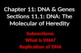 Chapter 11: DNA & Genes Sections 11.1: DNA: The Molecular of Heredity Subsections: What is DNA? Replication of DNA.
