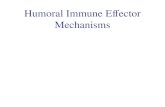 Humoral Immune Effector Mechanisms. Ig of Different Isotypes How do the functional differences impact the immune response ? The focus will be on Ig and.