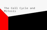 The Cell Cycle and Mitosis Cell Cycle Interphase Mitosis Cytokinesis.